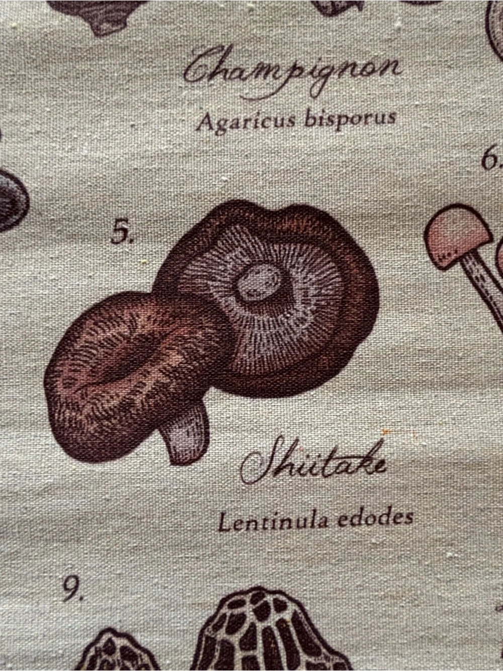 Mushrooms of the World Wall Hanging - Neutral Brown Canvas